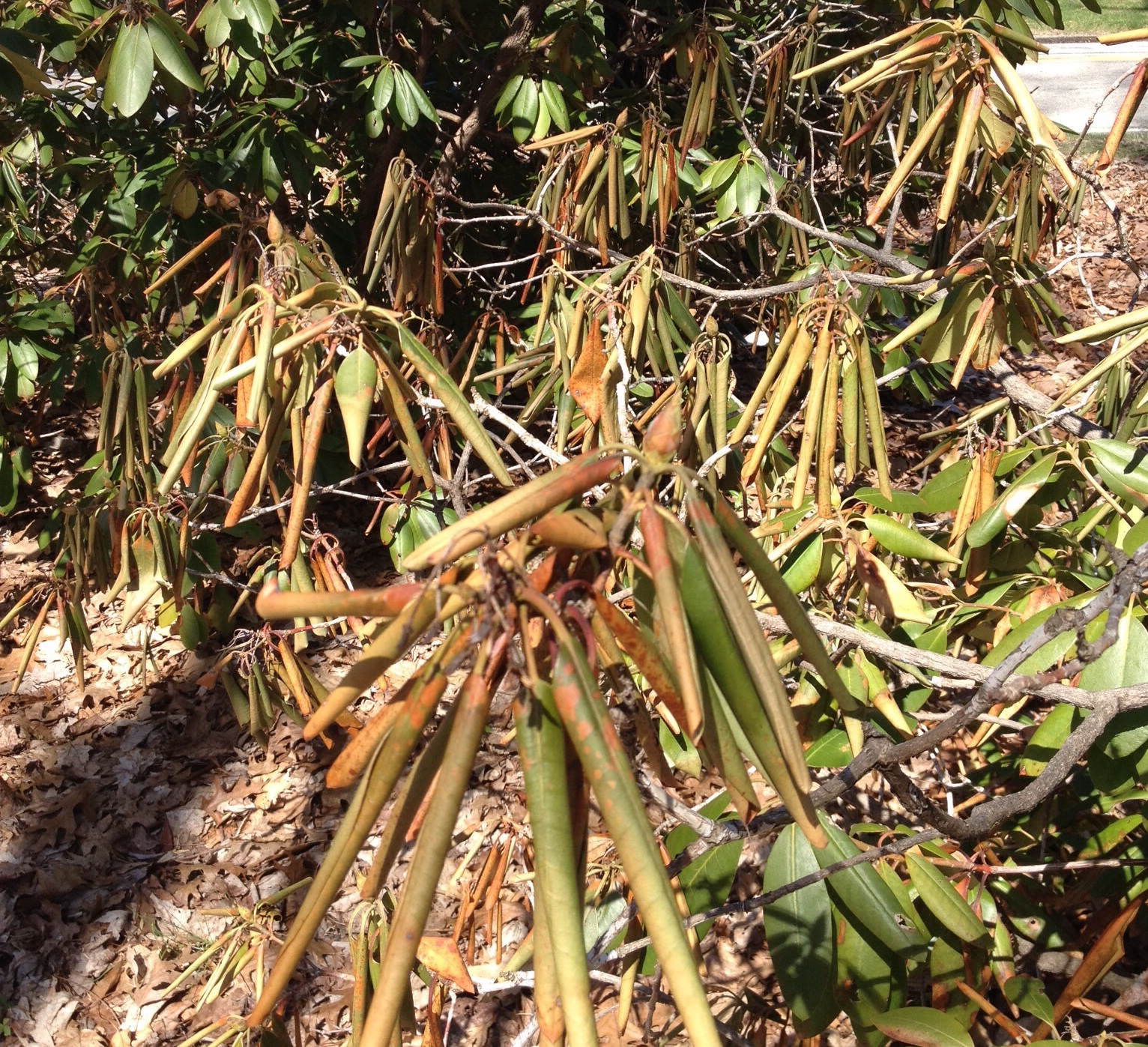 Is My Rhododendron Dead? Laidback Gardener