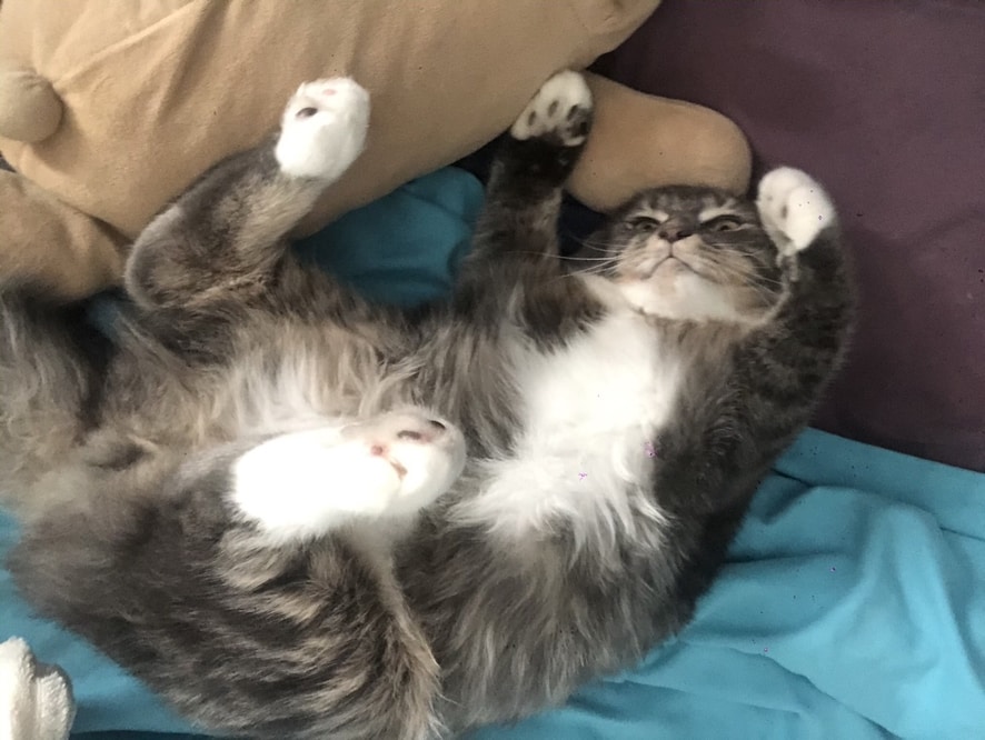 Ragamuffin Cat Grooming Top Tips Lai's Lair