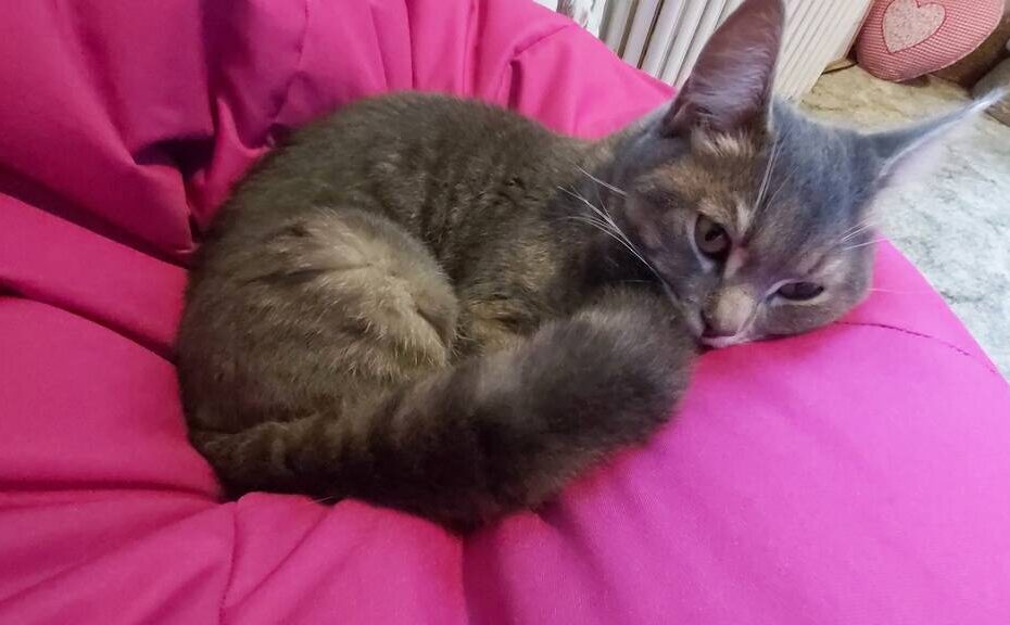How To Get Cat Pee Out Of A Beanbag Chair Clean Cat Urine Lai's Lair