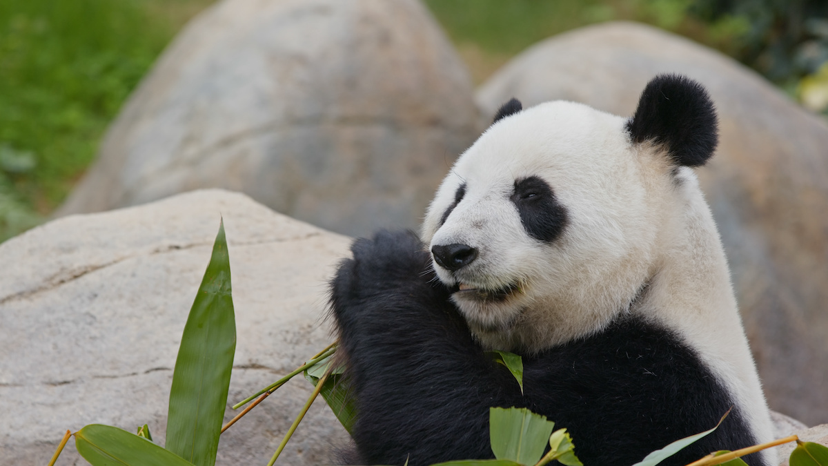 What Ever Happened to the San Diego Zoo Pandas?