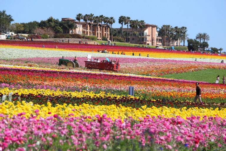 Carlsbad Flower Fields 15 Fun Things to Do in 2021 La Jolla Mom