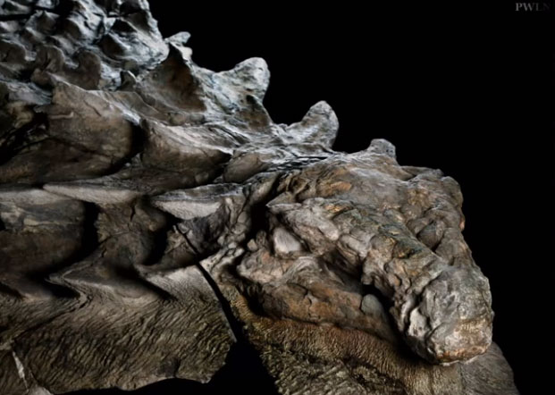 Descubren el fósil de un dinosaurio al que se le ve la cara LA JORNADA