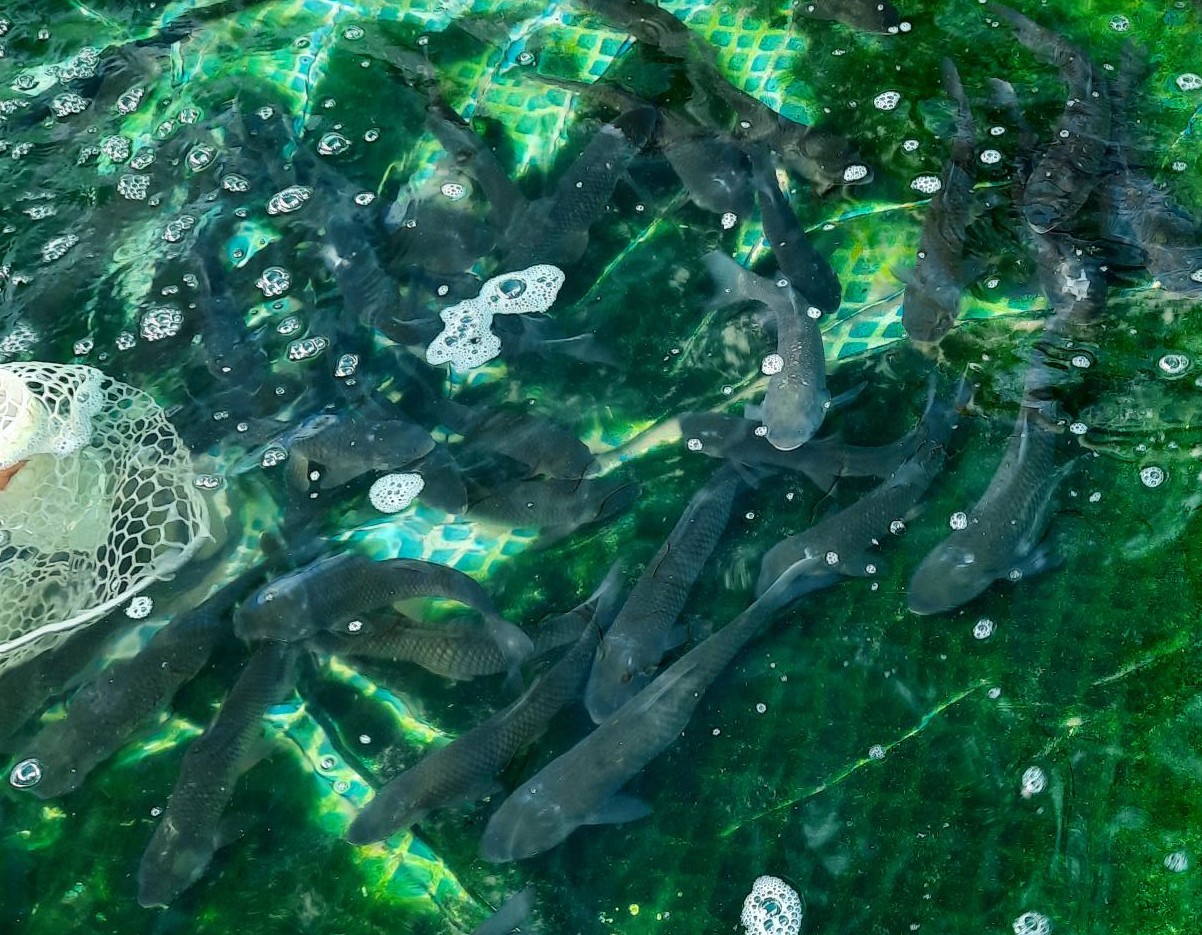 Triploid Grass Carp Farm Central Florida · Lake and Pond Remediation