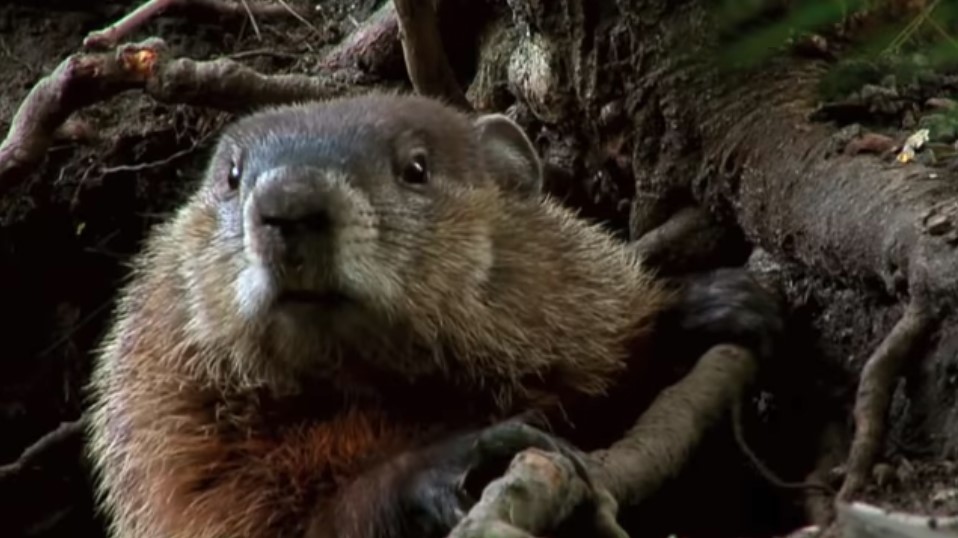 Wildlife Trapper Pro