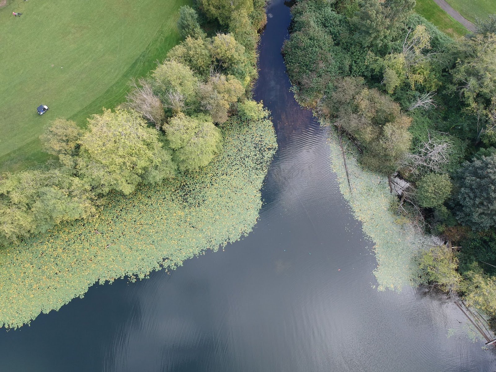 Lily Pad Removal and Prevention Lake Defense Force