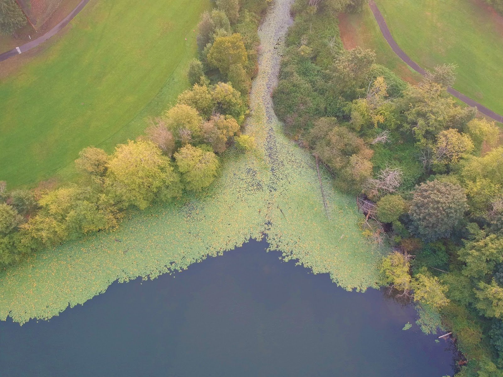 Lily Pad Removal and Prevention Lake Defense Force