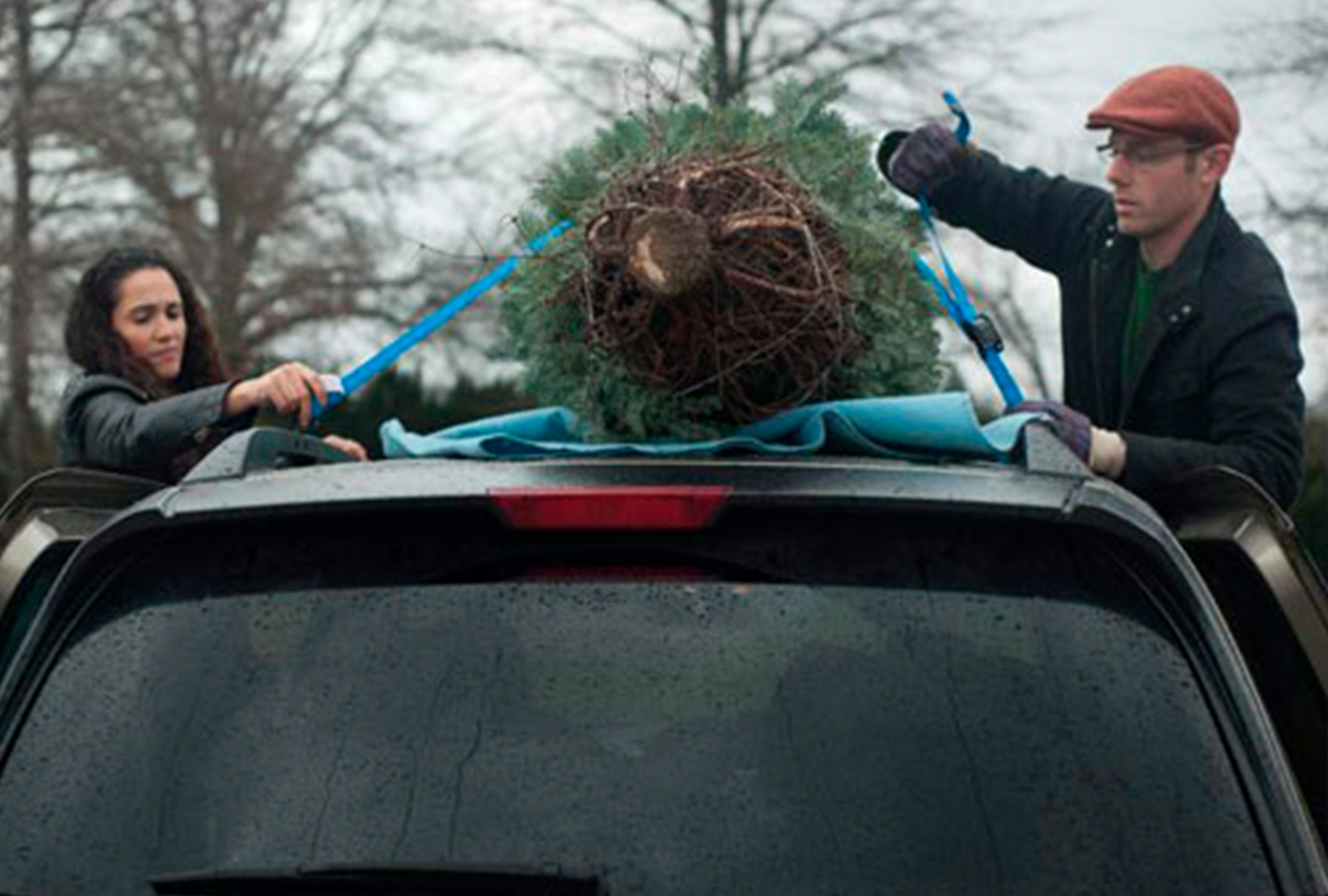 Christmas Trees Lake Forest Gardens