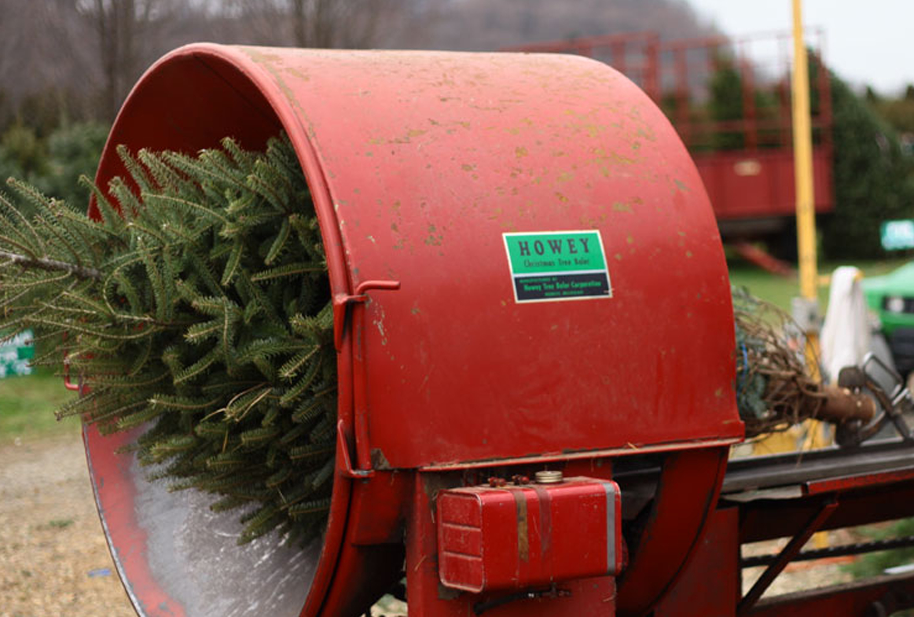 Christmas Tree Shaker Christmas Trees Lake Forest Gardens