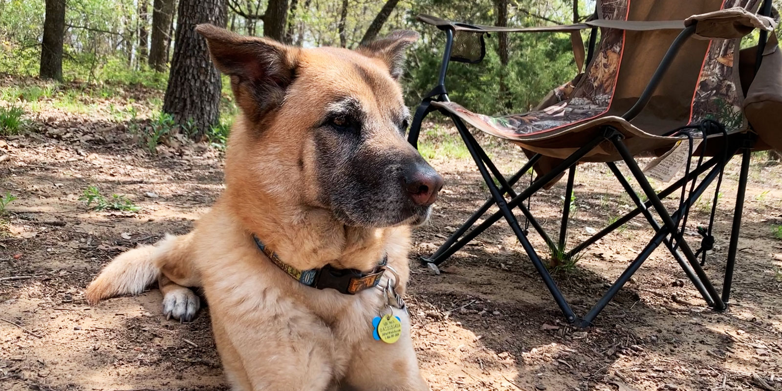 Camping With A Dog LakeHub