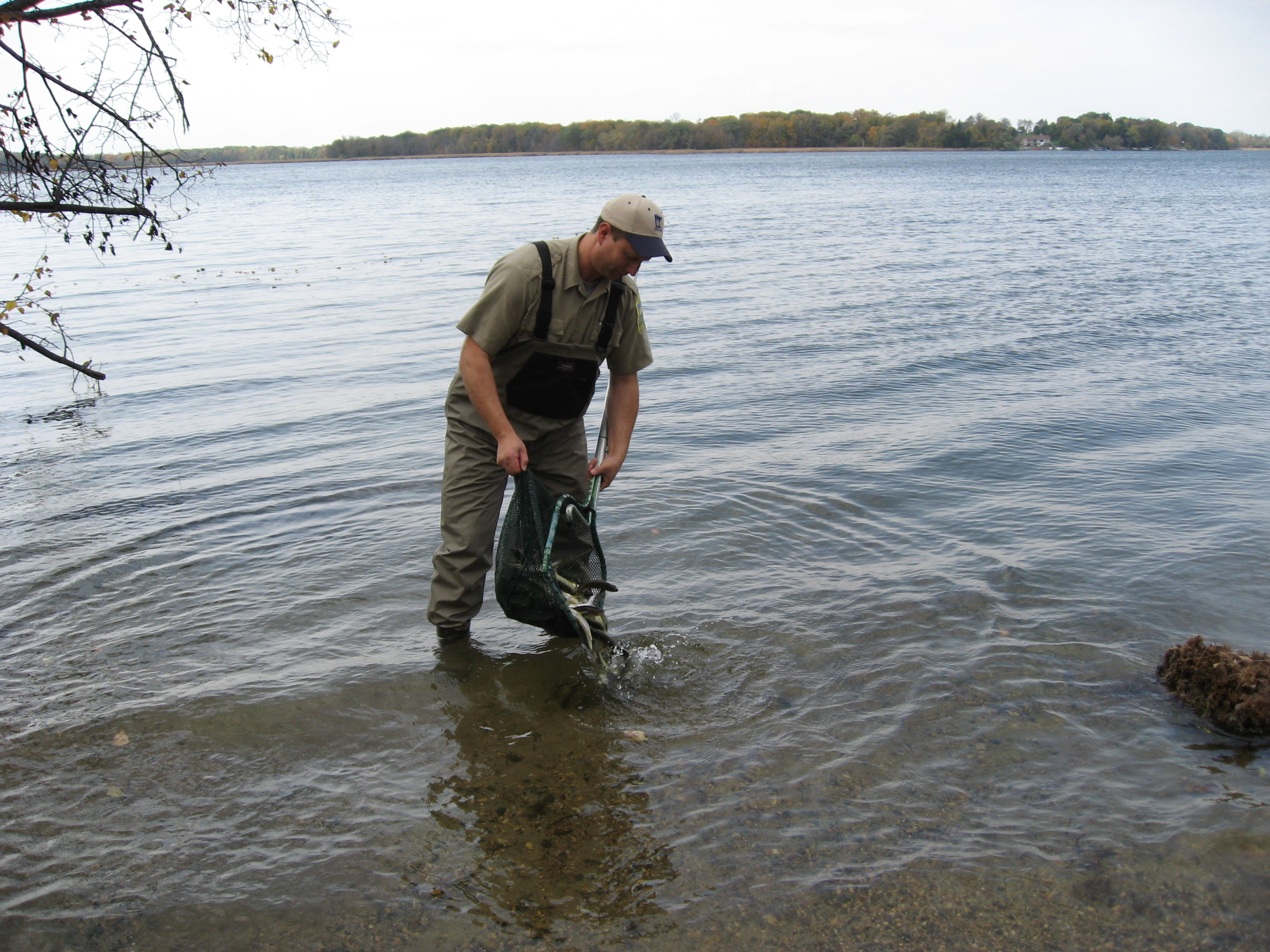 Fall 2016 Walleye Stocking Lake John, Minnesota