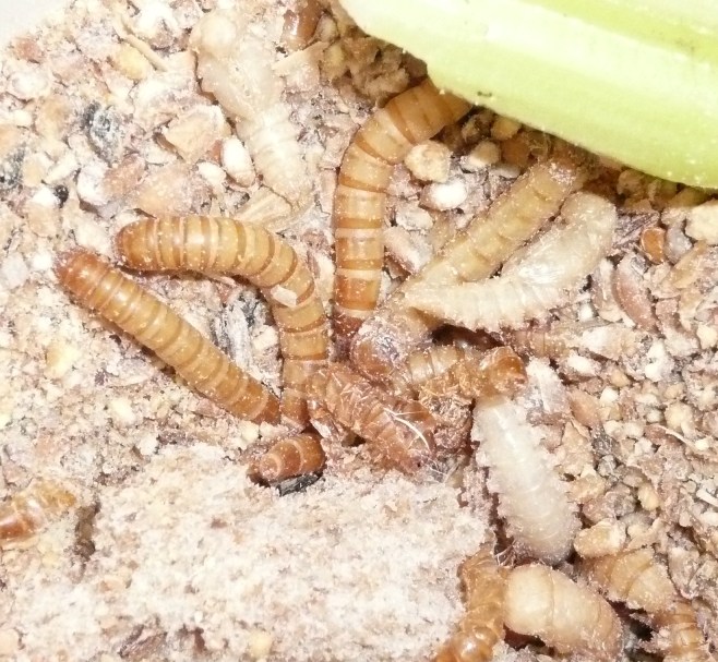 Lakeland Mealworm farm