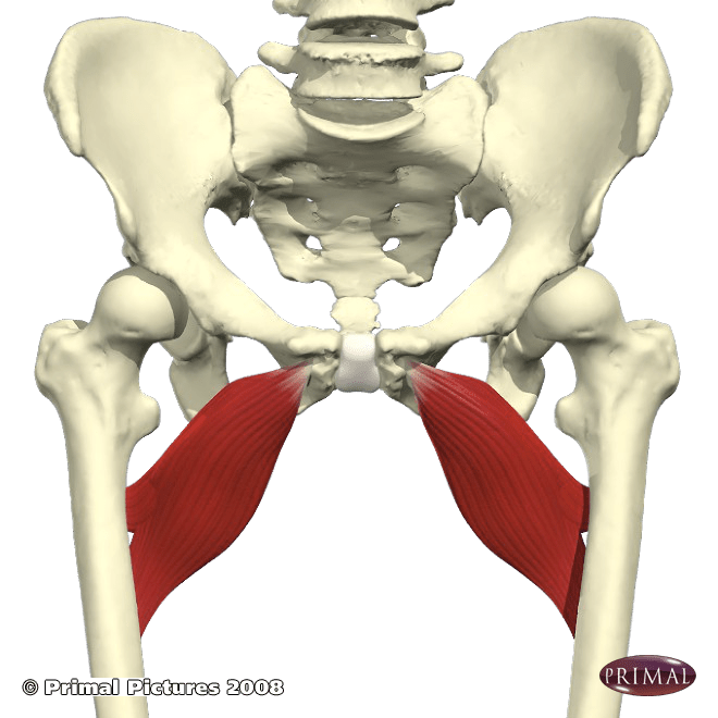 Groin Pull/Strain Lakeland Chiropractic