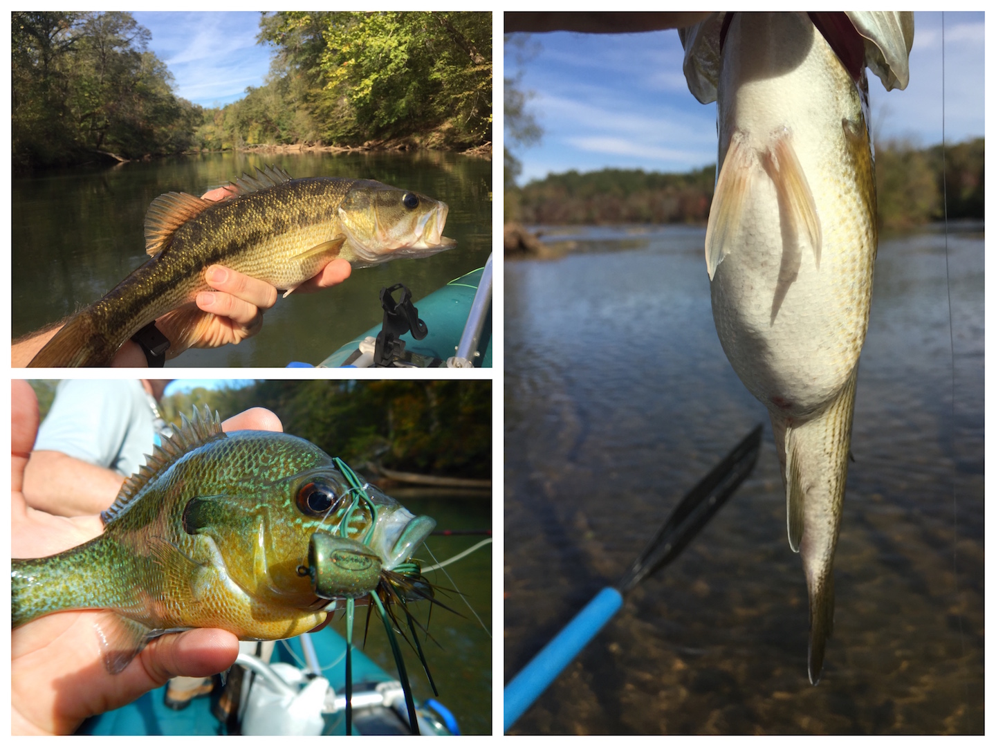 Fishing on the Tallapoosa River Lake Martin Voice Lake Martin Real