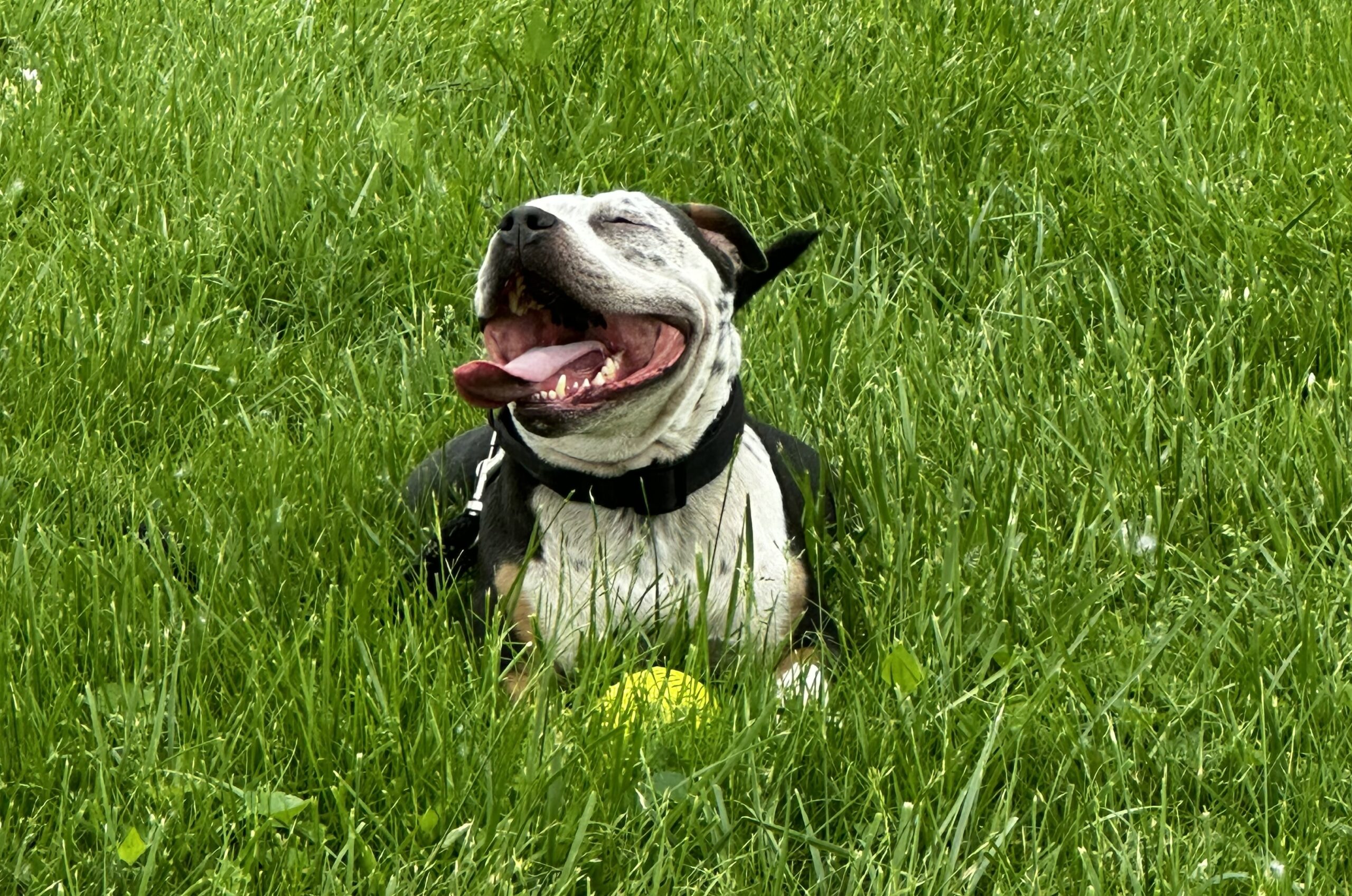 Lake Pointe Veterinary Hospital Gallery Vet Clinic In Amelia, OH 45255