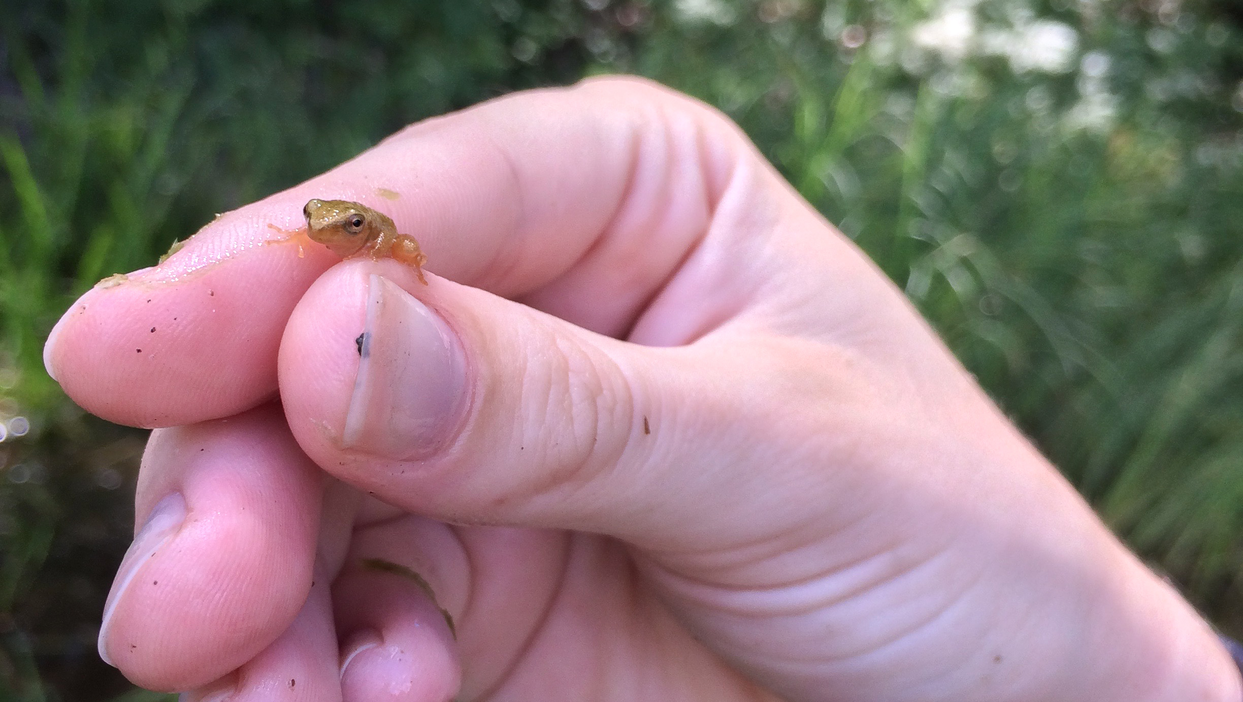 Spring Peeper The most aptly names frog