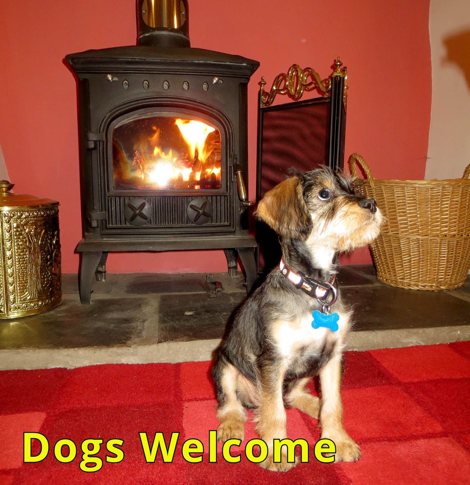 The Top 10 Dog Friendly Places To Visit When You Are In The Lake