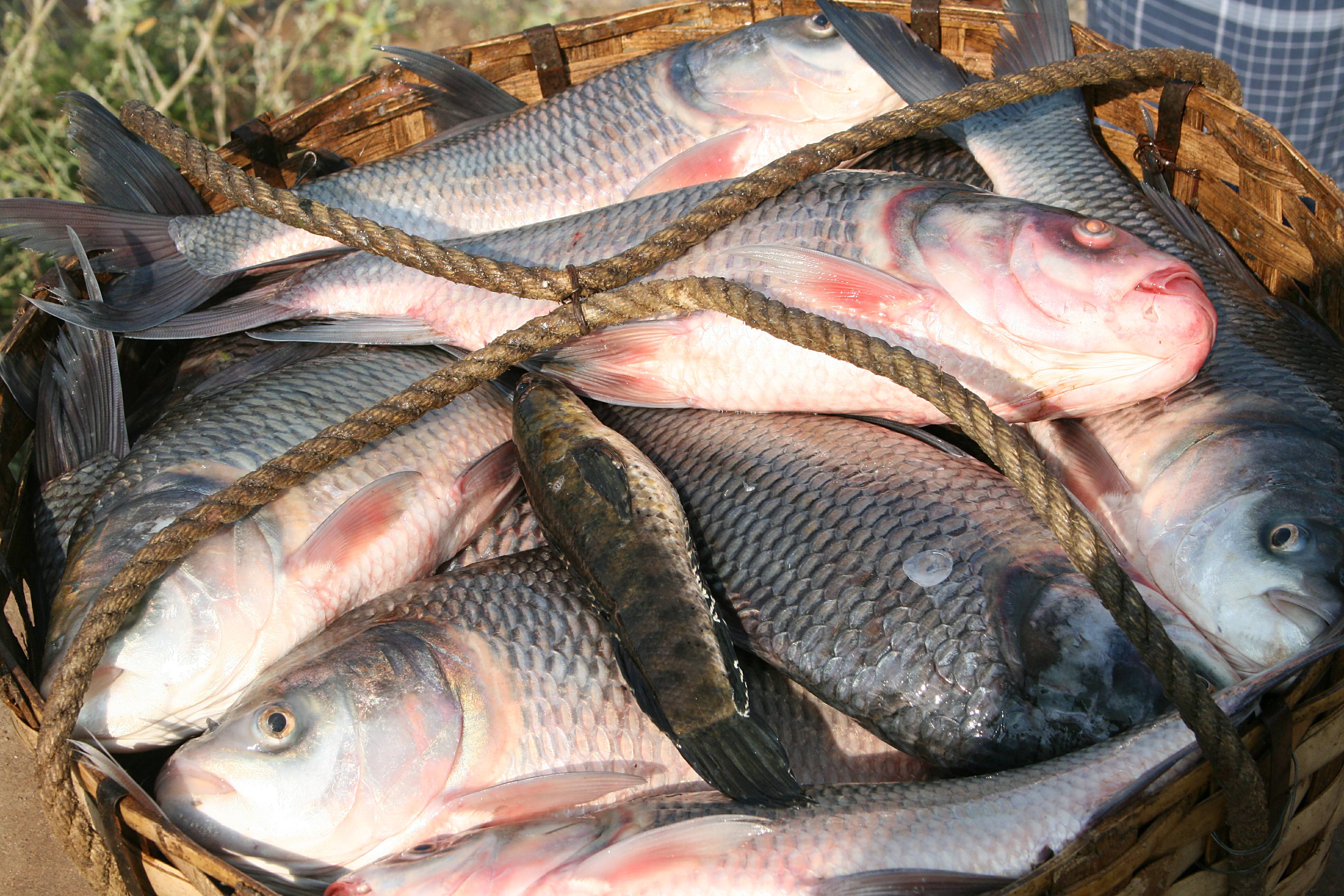 Image Gallery india fish