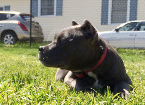 Lakeside K9 Dog Training Services, LLC Dog Training!