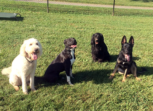 Lakeside K9 Dog Training Services, LLC Dog Training!
