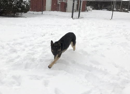 Lakeside K9 Dog Training Services, LLC Dog Training!