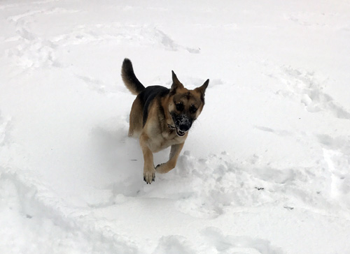 Lakeside K9 Dog Training Services, LLC Dog Training!