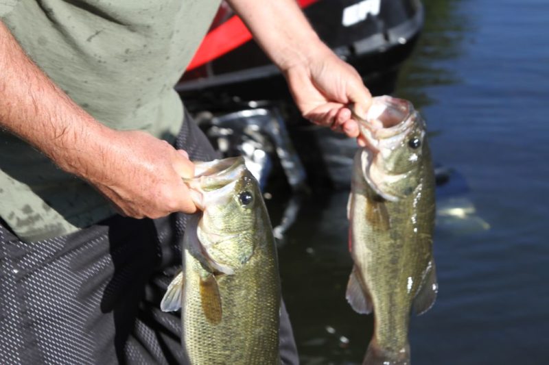 Fishing & Boating Lakeside Lodge & Marina