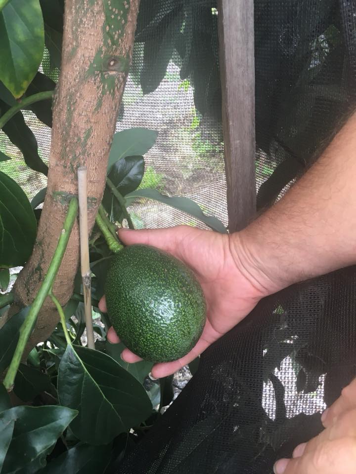 How To Grow Avocado Trees Lakeside Plants & Nursery