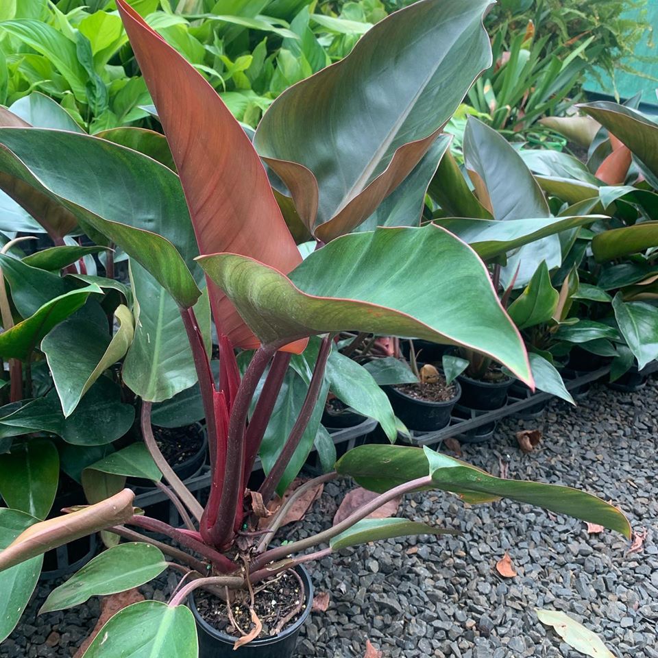 Philodendron Rojo Congo Lakeside Plants & Nursery