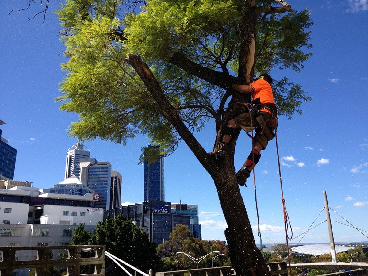 Tree Shaping Perth Professional Tree Shaping Services in WA