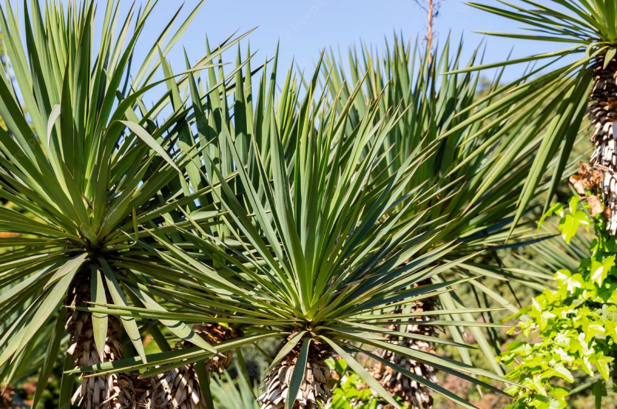 Do Yucca Trees Smell at Kathleen Taylor blog