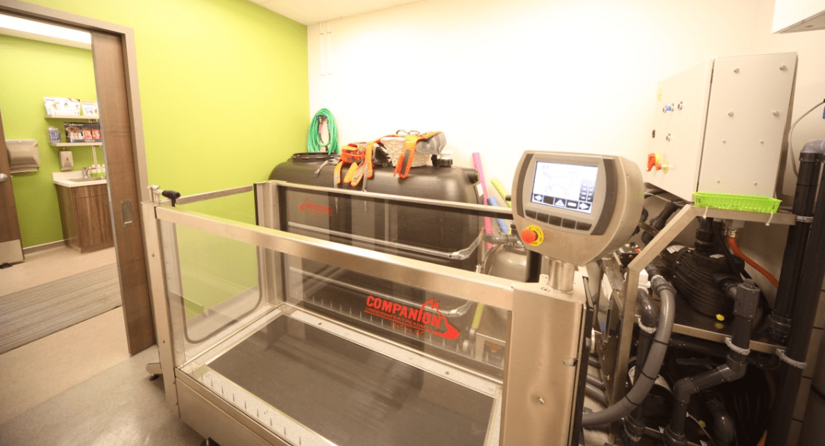 Underwater Treadmill Lakeview Edmonton Emergency Spay and Neuter