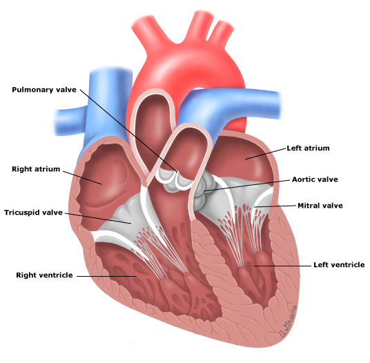 Heart Catheterization Lakewood ASC