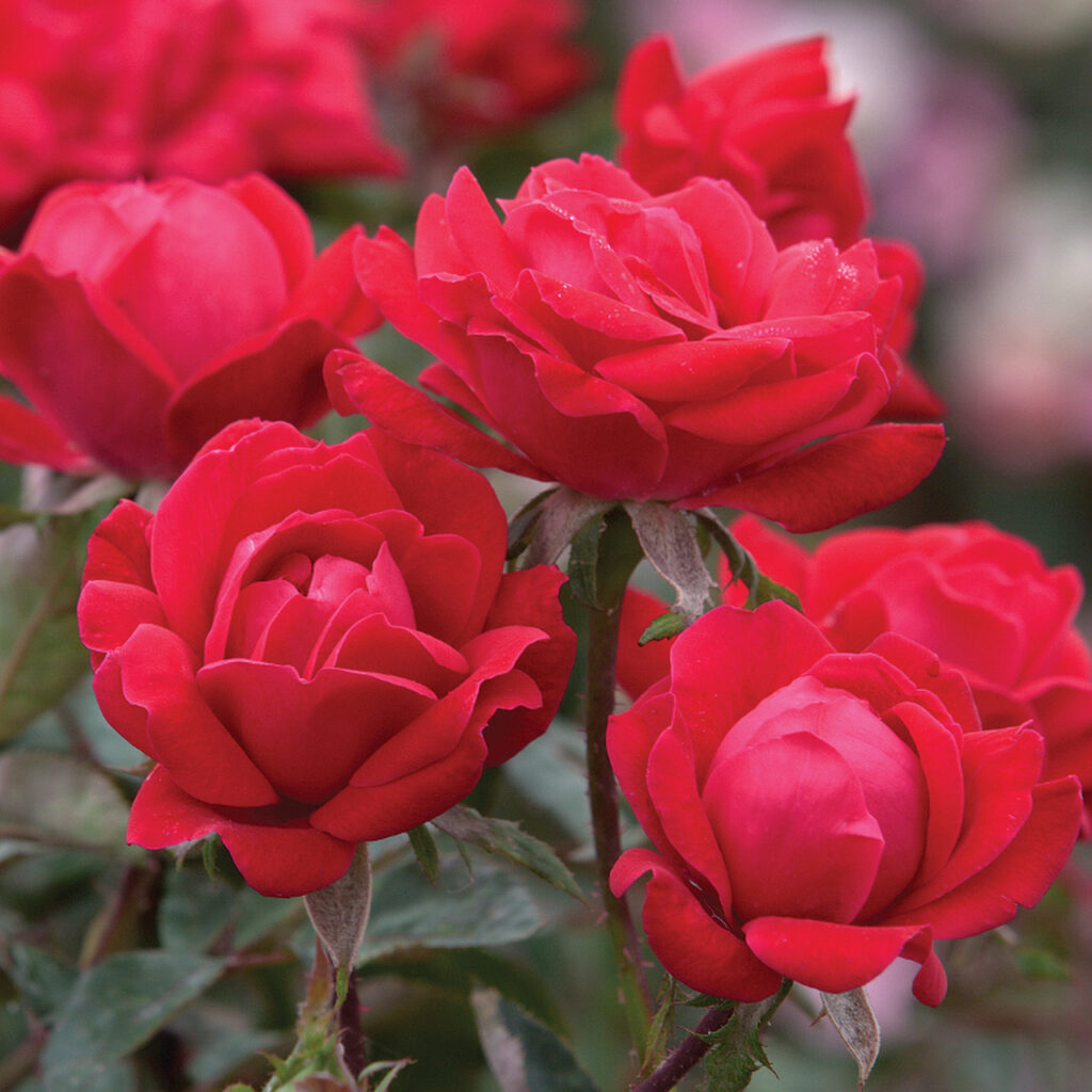 Pink Double Knock Out Roses LA Landscape Supply