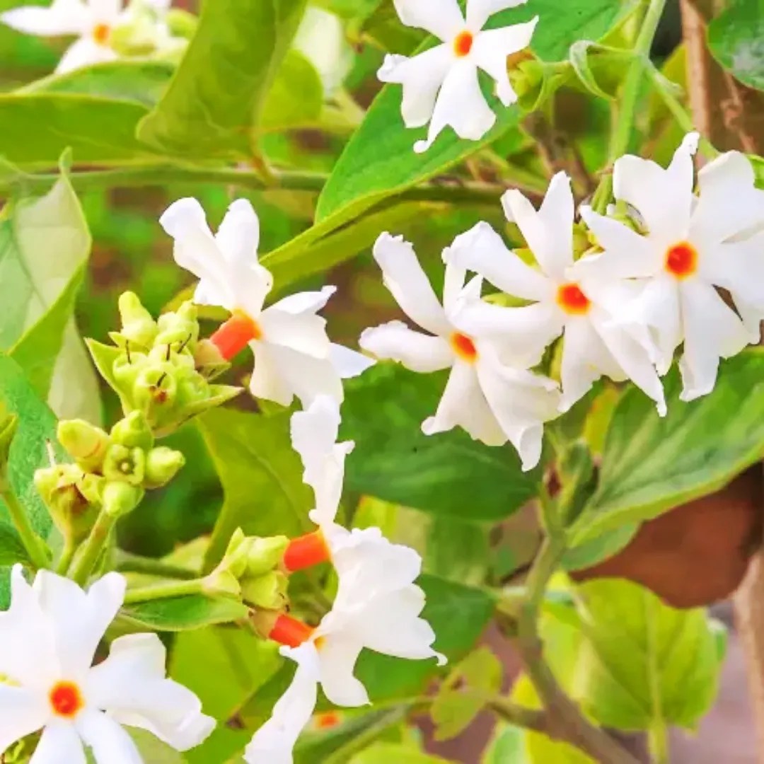 Mini Scented Parijat "Dwarf" (Nyctanthes Arbortristis) Plant Lalit