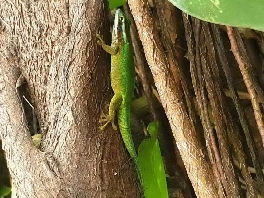 LE GECKO VERT MANAPANY LES BAINS