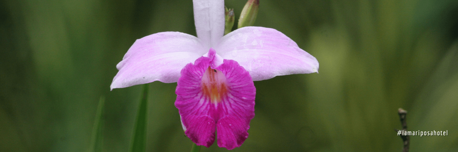 The Guaria Morada, the Orchid, Symbol of Costa Rica.