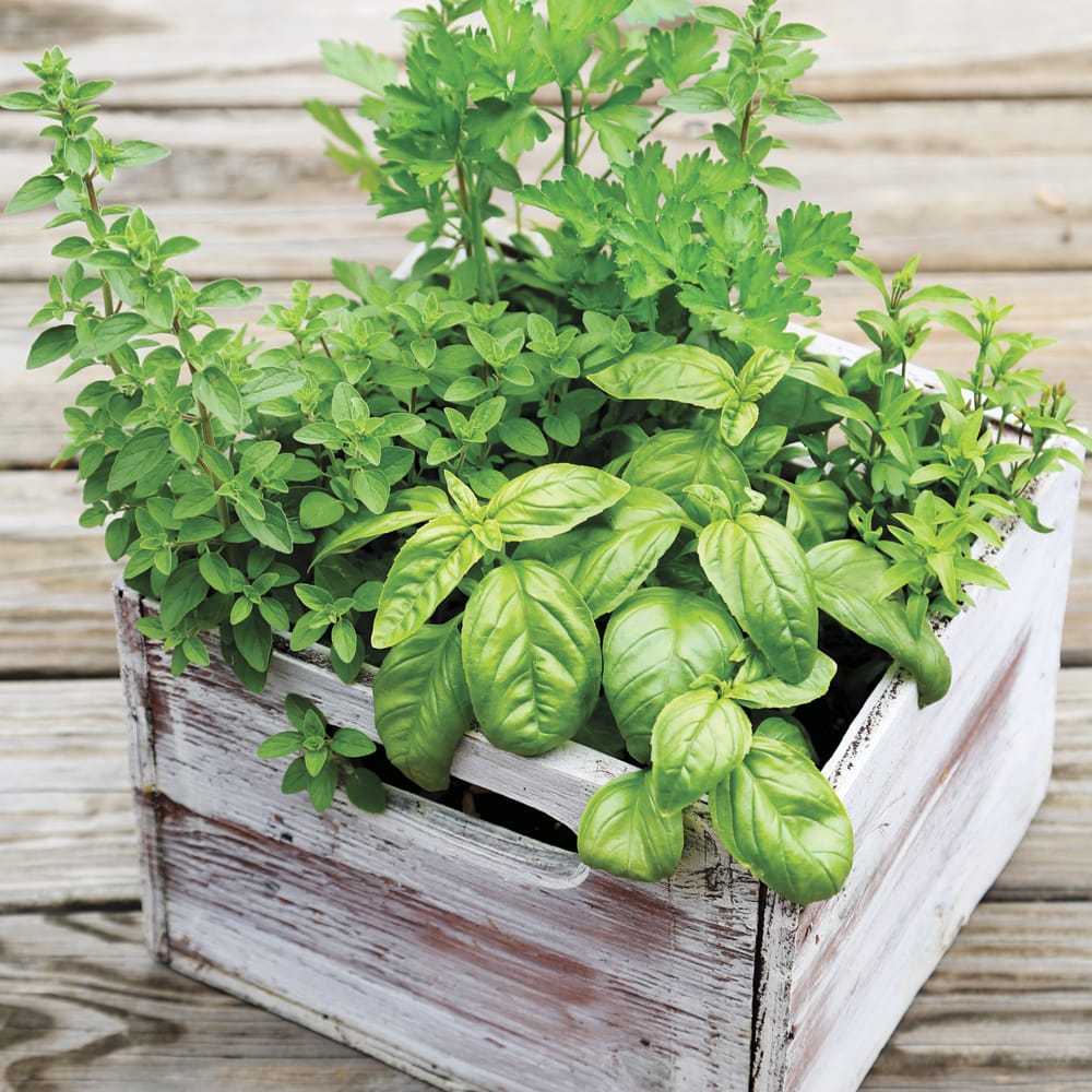 Lambert » Professional Organic Potting Mix