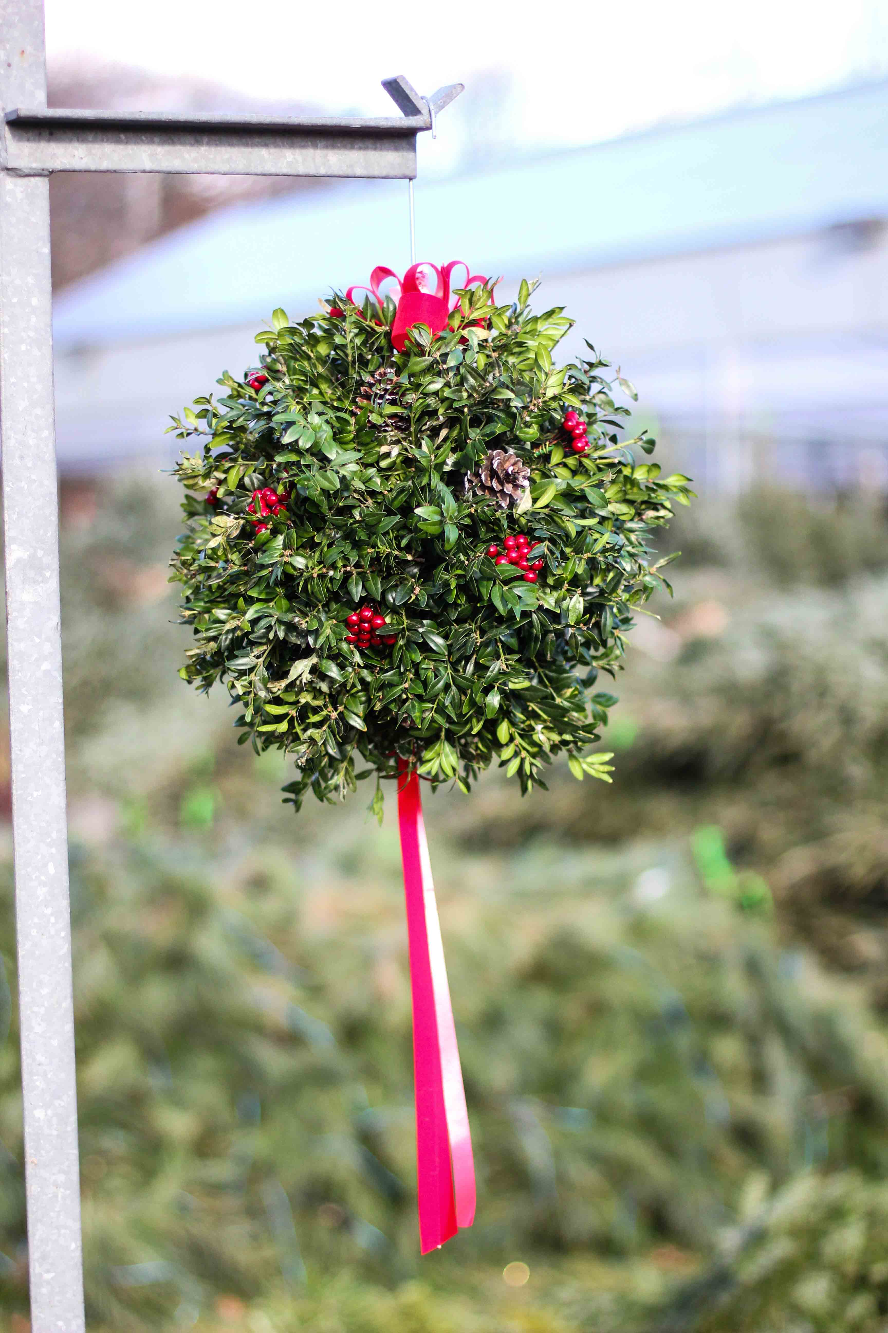 Boxwood kissing balls Lamberts Fruit