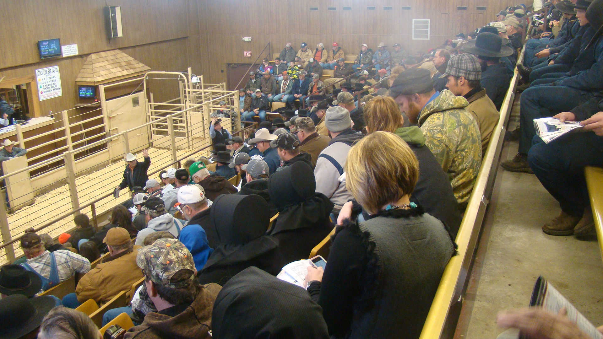 Lamoni Livestock Auction We treat you like family