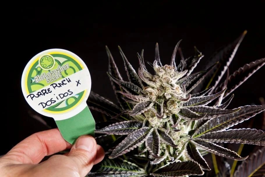 Cultivo de Purple Punch x DoSiDos de Philosopher Seeds La mota Grow
