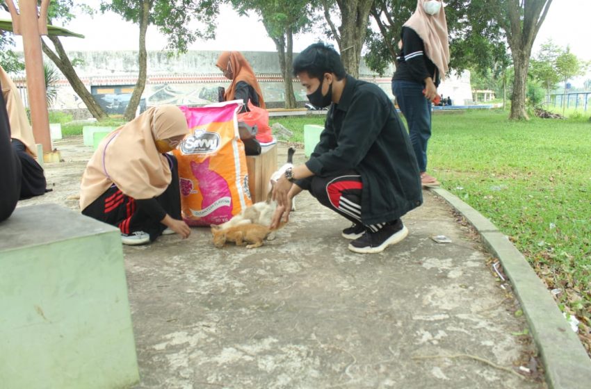 Lampung Street Feeding Komunitas Pecinta Kucing yang Peduli Kucing