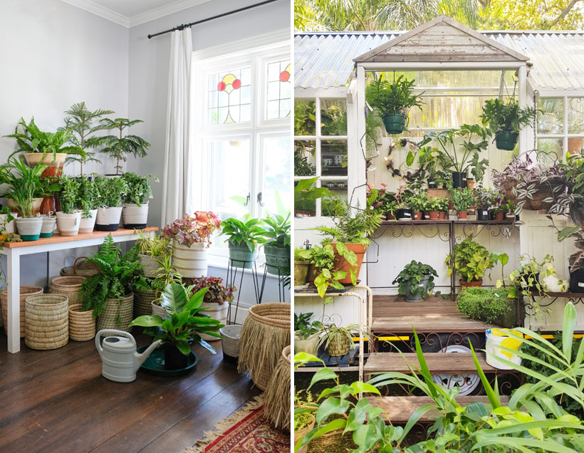 Where to find the best plants in Cape Town Lanalou Style