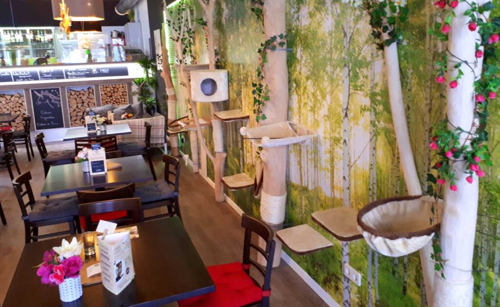 Erfahrungsbericht Cat´n´coffee Katzencafe in Klagenfurt