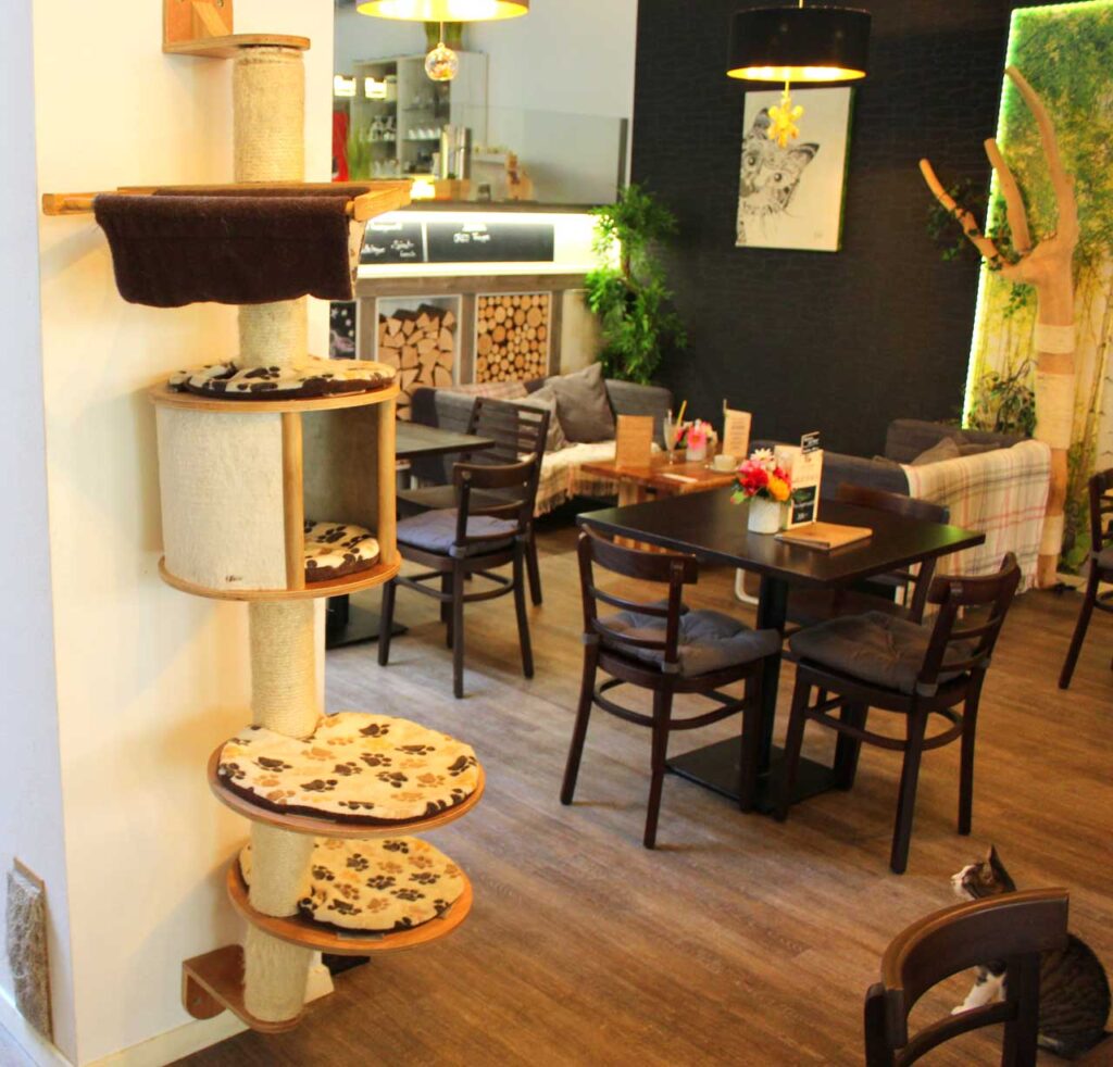 Erfahrungsbericht Cat´n´coffee Katzencafe in Klagenfurt