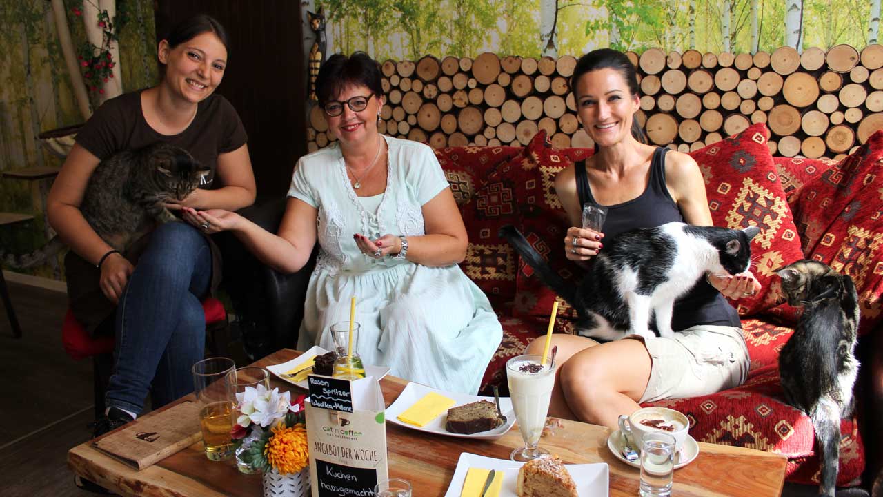 Erfahrungsbericht Cat´n´coffee Katzencafe in Klagenfurt