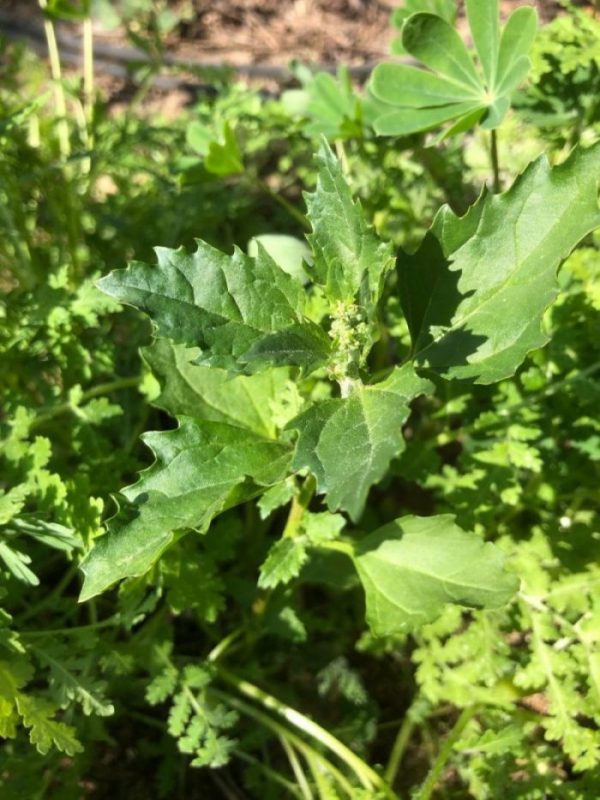 If You Weed it, They Will Come LA Native Plant Source