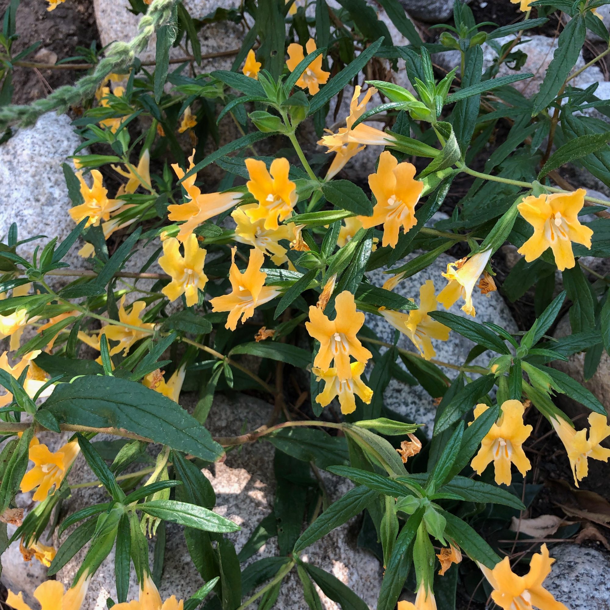 Southern Bush Monkeyflower LA Native Plant Source