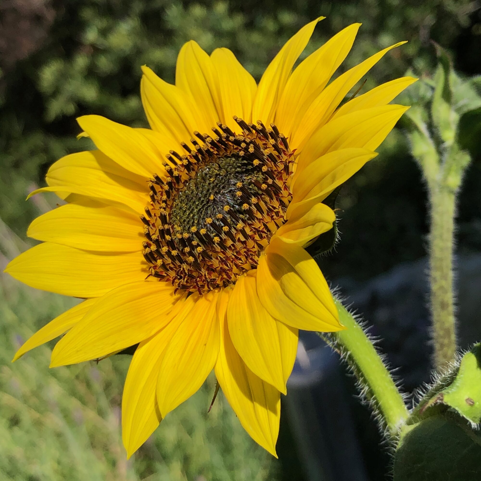 Sunflower LA Native Plant Source