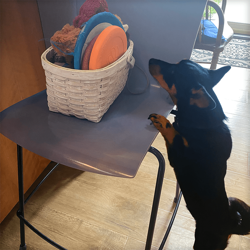 Fun Games to Play with Your Dog Prestige Lancashire Heelers