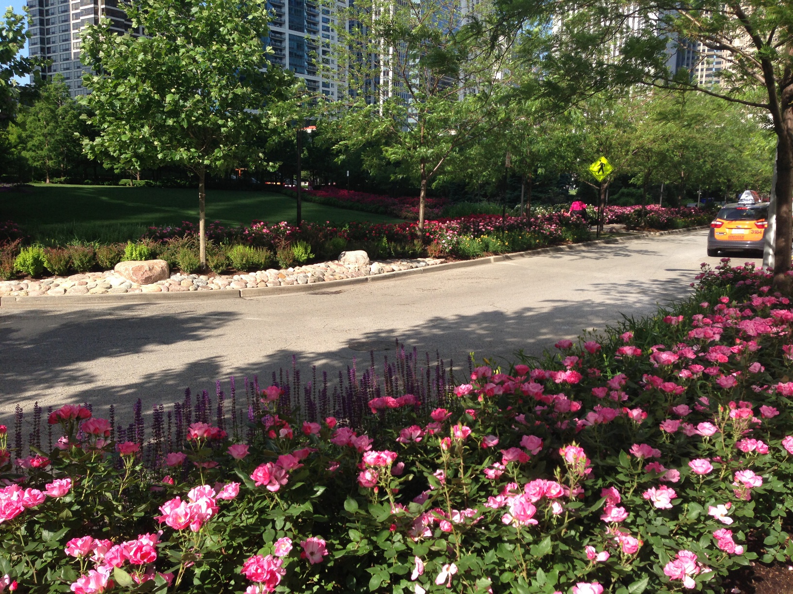 Roses in LSE Park Lancaster Condominiums